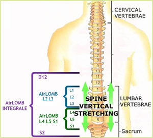 AirLOMB belts positioned in our skeleton